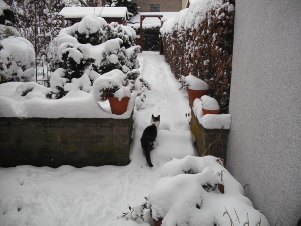 Garten 'Mein verschneiter Garten Winter 2010/2011'