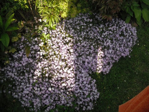 Garten 'Garten Frühjahr/Sommer 2010'