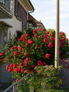 Mediterran 'Mein Garten'