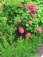 Meine frisch gepflanzten kleinen Eiben mit Nachbar´s Hortensien.