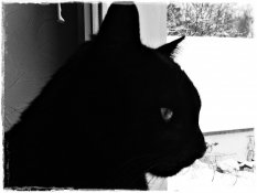 Zimmerschauerin Panther