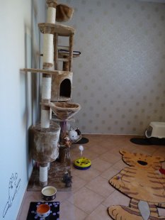 Haustiere 'Katzenzimmer'