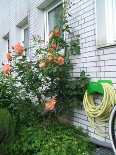 alle Räume 'Garten'