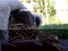 Zimmerschauer Streifenskunk