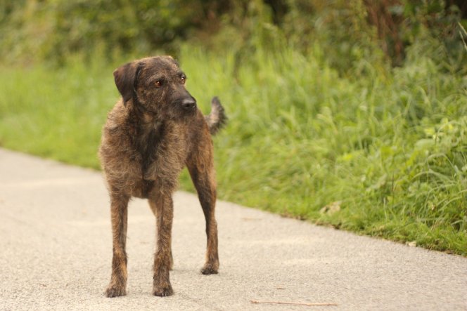 Ich bin ein Pudel- Foxterriermix