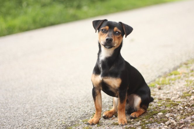 Ich bin ein Jack Russel Terriermix und höre aufs Wort,wie gut das alle immer das "Wort"vergessen.