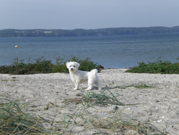 Haustiere 'Unser Teddy'