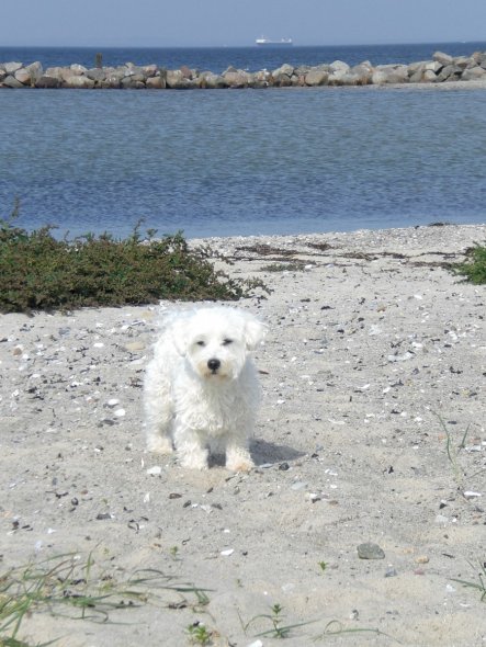 Haustiere 'Unser Teddy'