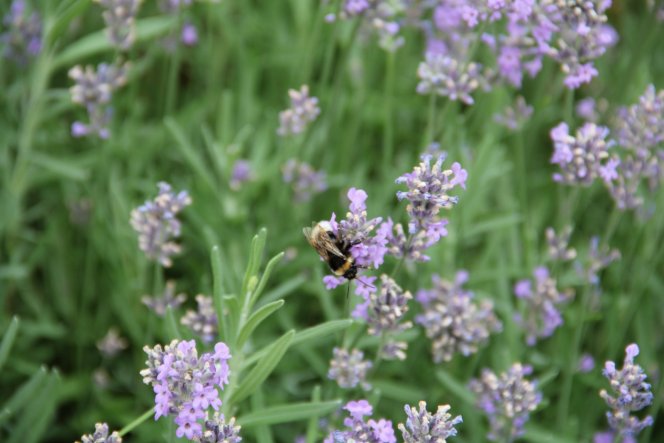 Garten 'Garten'