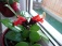 Terrasse / Balkon 'meine Pflanzen'