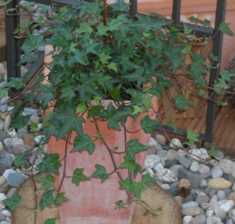 Terrasse / Balkon 'Meine Terasse im Sommer'