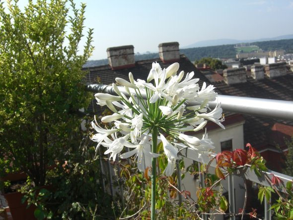 Terrasse / Balkon 'Zimmer mit Aussicht'