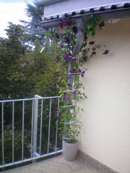 Meine wunderbare Clematis