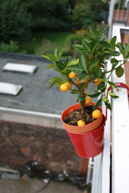 Terrasse / Balkon 'Balkonien'