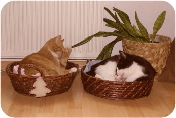 Haustiere 'Katzenkörbchen'