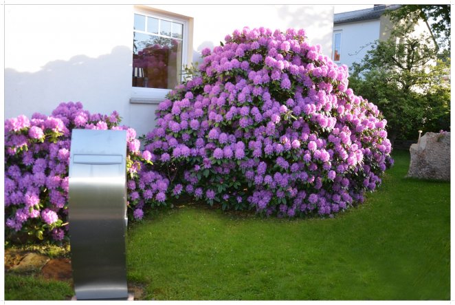 Immer üpiger. Dieses Jahr trägt er besonders viele Blüten.