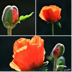 Spaziergang durch den Garten