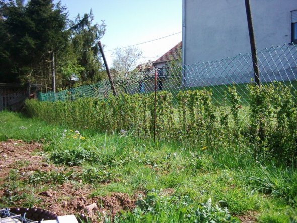 Unsere Hecke ist prima angegangen. Nun muss sie nur noch wachsen!