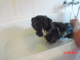 Haustiere 'Unser Lenny'