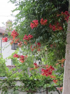 Garten 'Unser Garten'