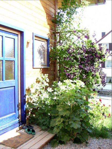 Kiwi, Clematis, Stockrosen und Kletterrose verschönern unseren Hauseingang