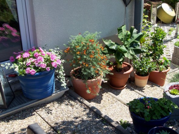 Garten 'Garten'