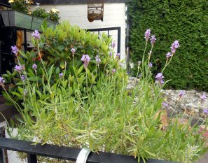 Garten 'Garten Kunterbunt'