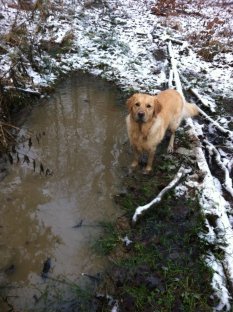 Bailey Golden Retriever