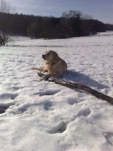 Bailey Golden Retriever