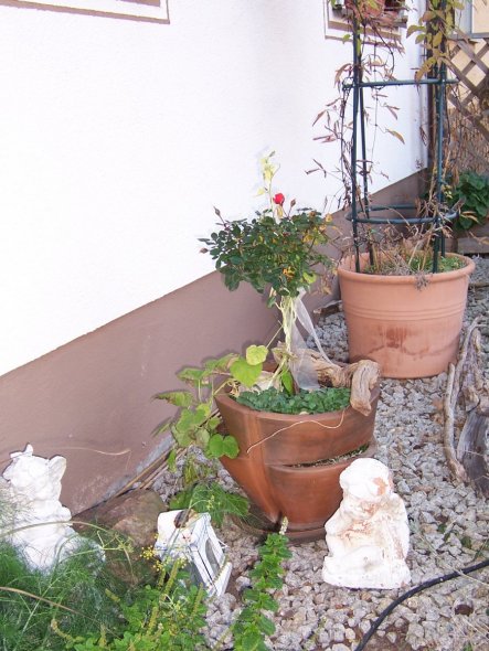 Garten Unsere Wohlfühloase von Tara2 - 30532 - Zimmerschau