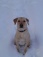 Haustiere 'Unsere Stella'