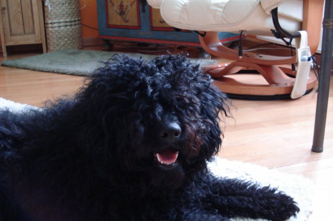 Haustiere 'Meine Hunde'