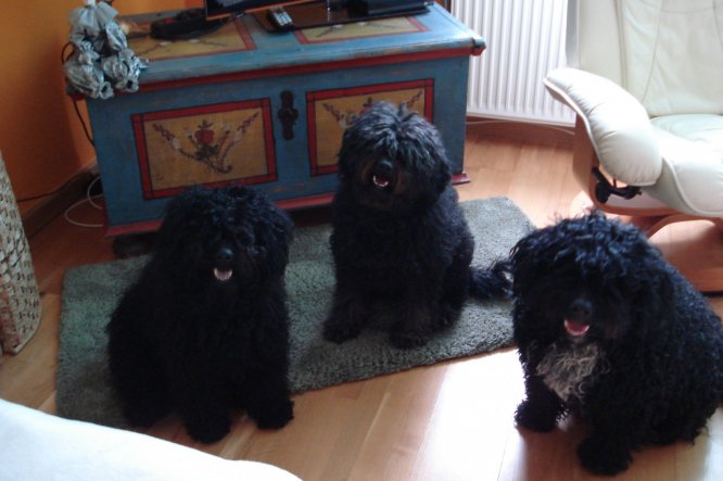 Haustiere 'Meine Hunde'