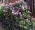 Garten 'Garten'
