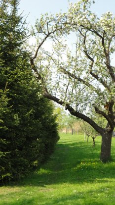 Der Garten meiner Eltern