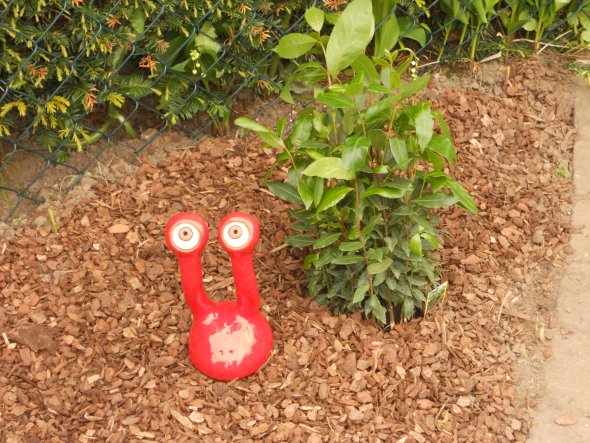 Welche Stielaugen schauen denn da vor dem Lorbeer heraus? Ist das etwa ein Kräutermonster?

;-)