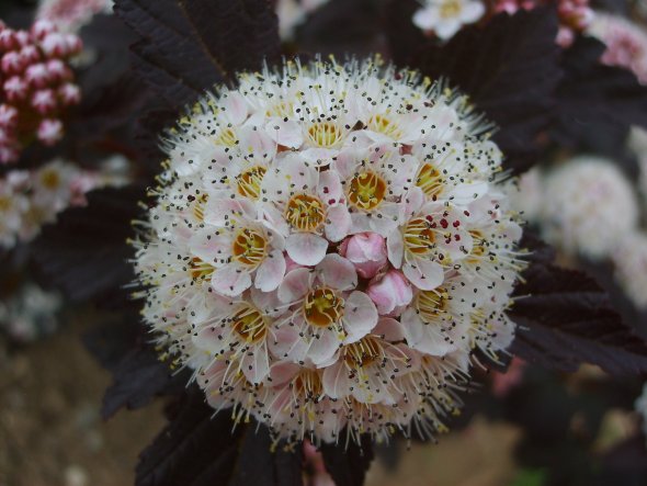 Garten 'Garten'