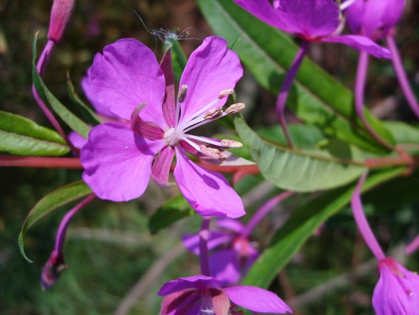 Garten 'Garten'