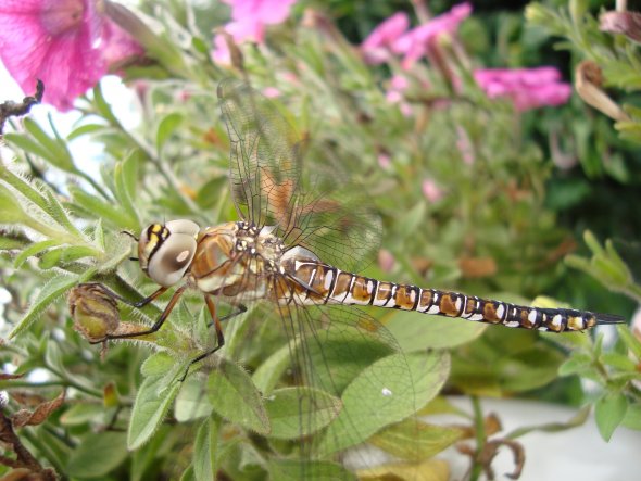 Diese Lybelle sass einige Minuten bei uns im Garten und ließ sich brav fotografieren...