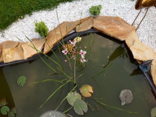 Garten - zweites Wohnzimmer