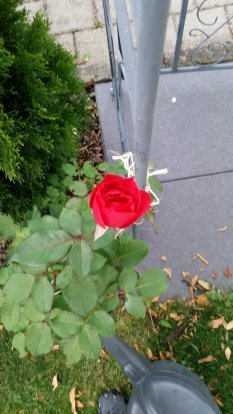 alle Räume 'Garten - zweites Wohnzimmer'