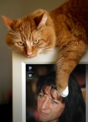 Zimmerschauerin merlinkatze