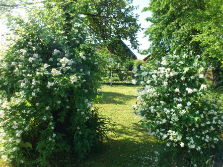 Garten 'Mein Garten'