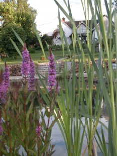 Garten 'Mein Garten'