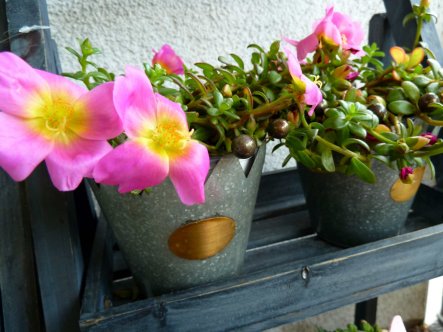 Terrasse / Balkon 'Balkon Juli 20141'