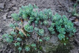 Zimmerschauerin Saphir