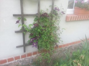 Mein Garten