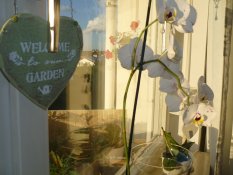 Zimmerschauerin Lillyve