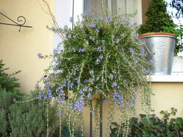 Terrasse / Balkon 'Patio'