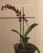 Deko 'Orchideenparadies'